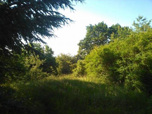 Plot in Kőszeg 002