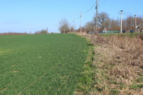 For sale plot 005